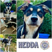 HEDDA * bildhübsches fröhliches Welpenmädchen, Hündin zur Adoption