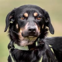 Wunderschöne Nita wartet in 92431 Neunburg., Hündin zur Adoption