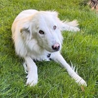 Knut sucht seinen Deckel/ in 82284, Hund zur Adoption