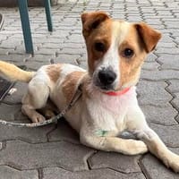 Kolbaz der kleine Miniterrierchihuahuamix /82284, Hund zur Adoption