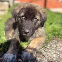 Roberto - Welpenmann sucht seine Familie, Hund zur Adoption