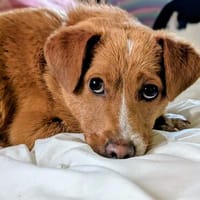 Roger  kleiner Sonnenschein, Hund zur Adoption