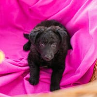 Wunderschöne Diva, Hündin zur Adoption