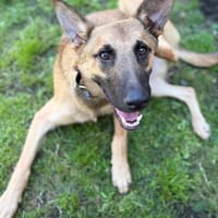 Lucas -Fröhlicher Schatz sucht aktive Menschen, Hund zur Adoption