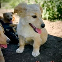 Zuckerschnäuzchen Eana, Hündin zur Adoption