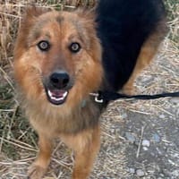 Mogli der liebe Schmuser in Grafrath 82284, Hund zur Adoption