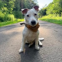 Sportpartner gesucht :), Hund zur Adoption
