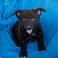 Süßer Frederic, Hund zur Adoption