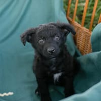 Zauberhafter Antoine, Hund zur Adoption