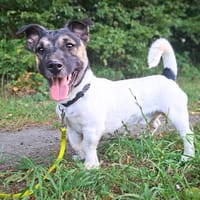 Dickköpfiger und verschmuster Tyson wartet in 56729 Nachtshe, Hund zur Adoption