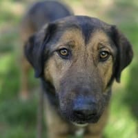 Toni - Charmanter Rüde sucht Zuhause, Hund zur Adoption