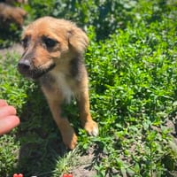 Püppchen Edina, Hündin zur Adoption