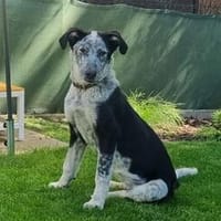 Daizy - wartet in 65812 Bad Soden auf Ihren Besuch, Hündin zur Adoption