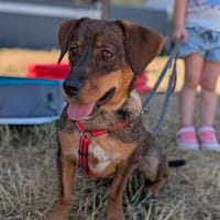 Peter aktiver junger Dackel  geb.24.12.2025, Hund zur Adoption
