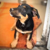 Goldstückchen Eloy, Hund zur Adoption