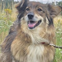 Freya, Hündin zur Adoption