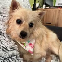Molli ist ein sanftes Wesen, Hündin zur Adoption