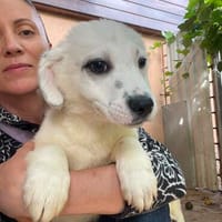 BOB - Kleiner Herzensbrecher sucht Dich!, Hund zur Adoption