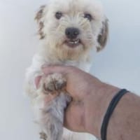 Trolly 27 cm (Pflegestelle), Hund zur Adoption