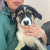 Lina  ein kleines Herz sucht sein Glück, Hündin zur Adoption