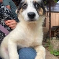 Henry sucht Dich!, Hund zur Adoption