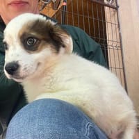 MURPHY wartet auf sein großes Glück, Hund zur Adoption