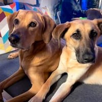 Umar (zur Pflege in 65346 Eltville am R), Hund zur Adoption