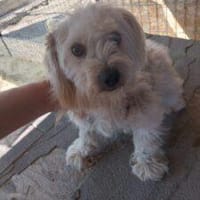 Sissy 30 cm (Pflegestelle), Hündin zur Adoption