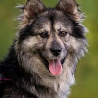 Wuschelige FREYA sucht ein Zuhause, Hündin zur Adoption