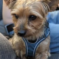 Marci, lieber kleiner Yorkshire Terrier, Hund zur Adoption