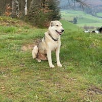BALI sucht seine Menschen, Hund zur Adoption