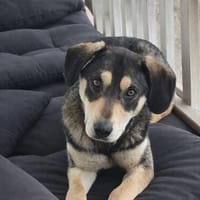 Joram sucht sein Zuhause, Hund zur Adoption