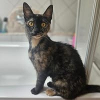 Koukou, besondere Glückskatze, ca. 10 Mon, Katze zur Adoption