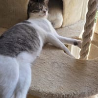 Alby, soziales Entdeckerherz, ca. 11 Mon., Kater zur Adoption