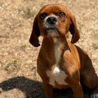 Balto CAA15576, chien à adopter