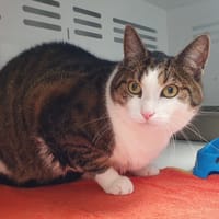 MANY CHA, chat à adopter