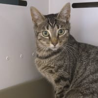COMETE, chatte à adopter
