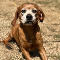 Bip CAA15608, chien à adopter