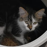 Eywa *Réservé*, chatte à adopter