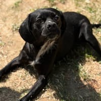 Benji CAA15585, chien à adopter