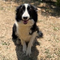 Vaya CAA15614, chienne à adopter
