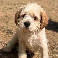 Bosco CAA15577, chien à adopter