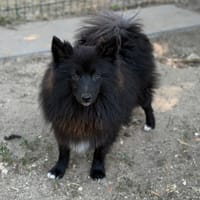 Aristote CAA15622, chien à adopter