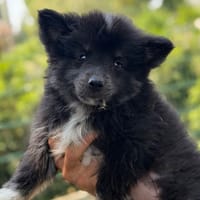 Babette CAA15625, chienne à adopter