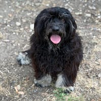 Amandino CAA15623, chienne à adopter