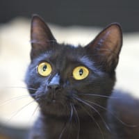 NISSANE, chatte à adopter