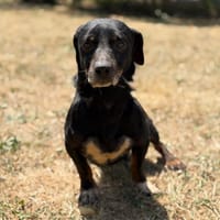 Rangers CAA15635, chien à adopter