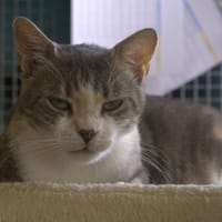 REINE DE STAINS, chatte à adopter