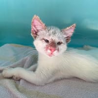 SURPRISE, chatte à adopter