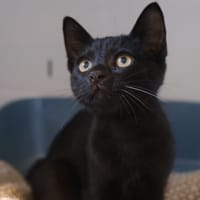 DEMBELE, chatte à adopter